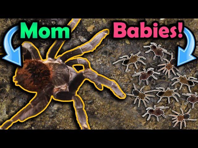 Our Tarantula had Babies!!