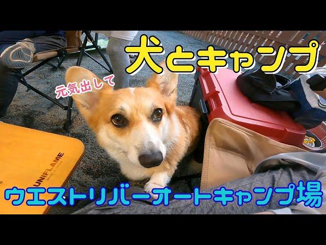 キャンプでまさかの事態...コーギーと大自然に慰められた夏のキャンプ【ウエストリバーオートキャンプ場】