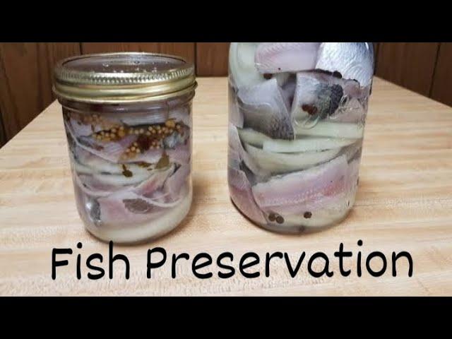 Fish Preservation (Pickling Method)