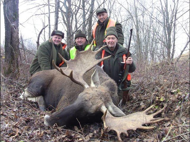 Загонная охота на лося и кабана 2019 Drückjagd auf Elchwild
