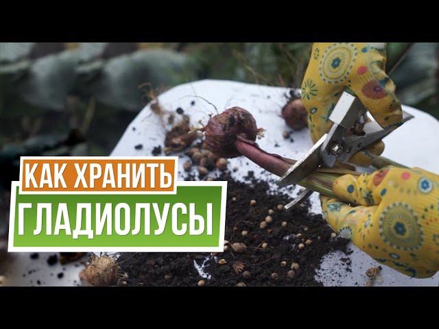 Как сохранить гладиолусы до весны  Хранение гладиолусов советы от Garden-zoo