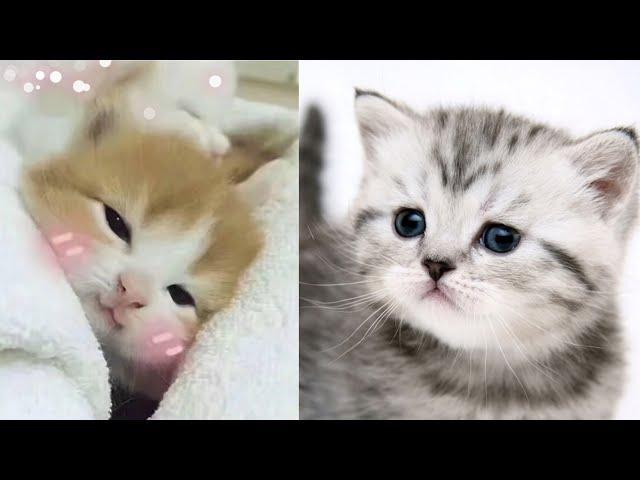 cat videos 2020| -Cute and Funny Cat Videos Compilation #09