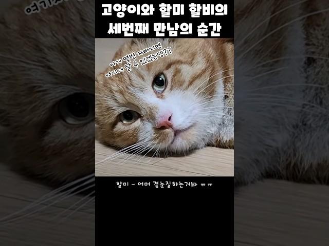 집냥이 되기 전, 할미할비와의 세번째 만남의 순간