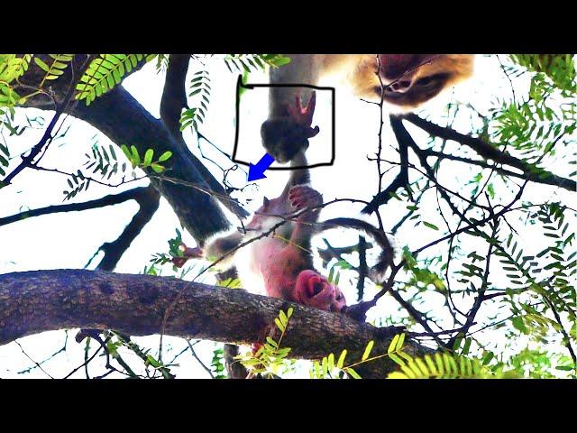 Never seen Newborn baby monkey just born MaMa r-e-jected to a-b-andon c-r-ying s-a-dly on high tree