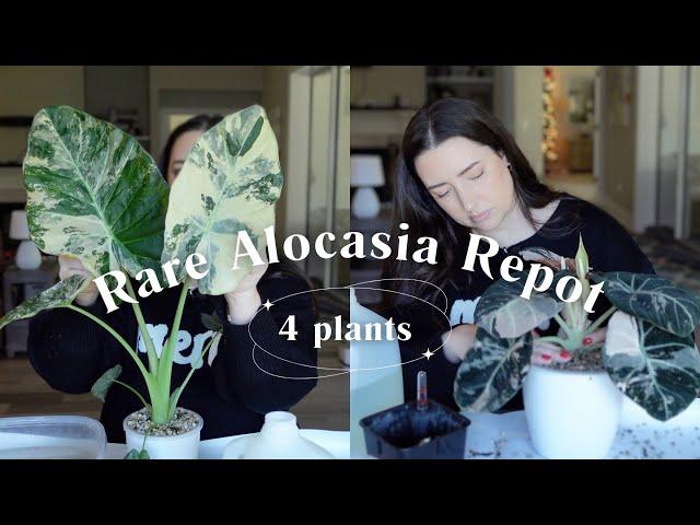 Repot Four Rare Variegated Alocasia Plants With Me! | I Found 7 Corms!