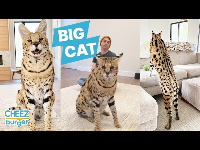 Chloe the Serval