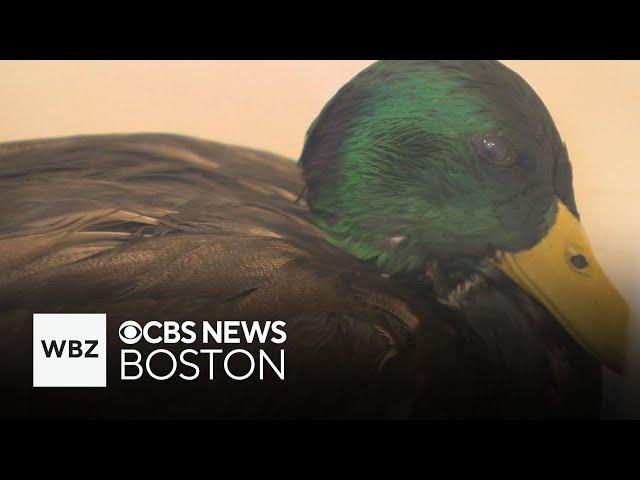 100 gallons of oil spills into Boston's Muddy River, impacting around 40 animals, officials say