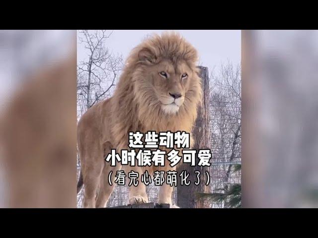 那些比你想像中還要可愛的動物，簡直不要太可愛！#nature #wildlife #animal #wildanimals #animals #猛獸世界  #動物