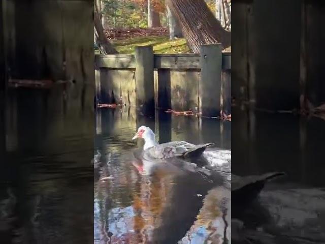 Kayaking next to this handsome fellow. I think it’s a goose maybe it’s a fancy duck not sure.