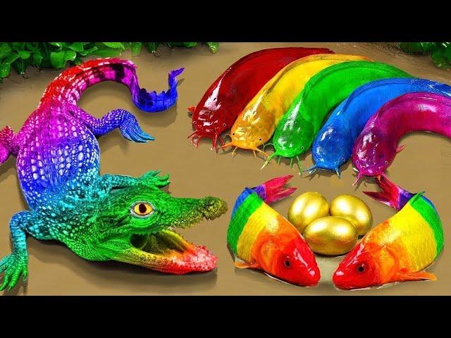 Stop motion asmr cooking | crocodile catfish hunting colorful koi fish