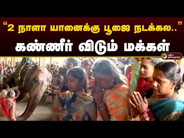 2 நாளா யானைக்கு பூஜை நடக்கல.. கண்ணீர் விடும் மக்கள் | Gandhimathi Elephant | Nellai Elephant | PTD