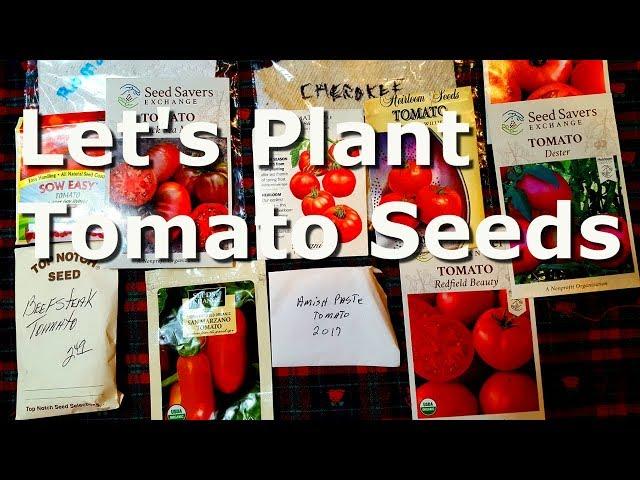 Planting Tomato Seeds at Deep South Texas