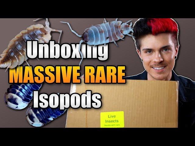 Unboxing a TON of MASSIVE and RARE Isopods!