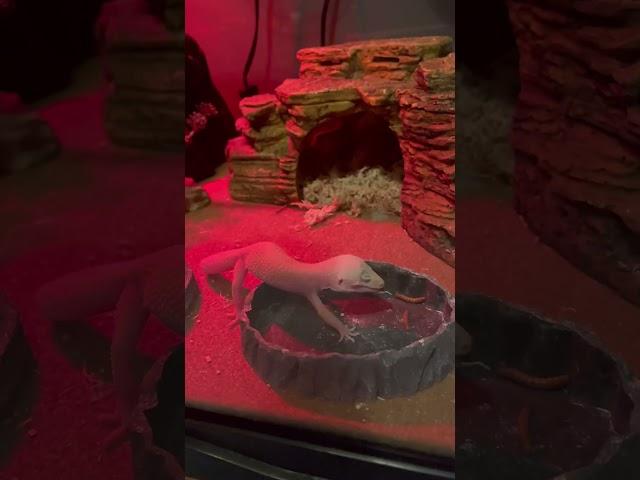 Leopard Gecko Feeding #animalshorts #animals #reptiles