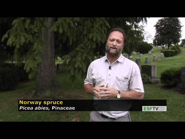 Trees with Don Leopold - Norway spruce