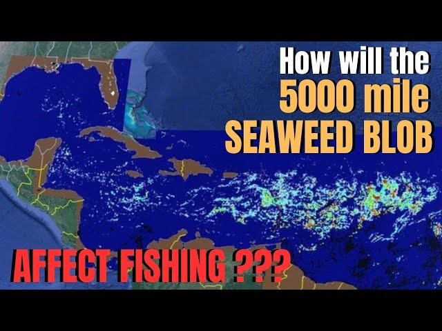 How will the 5000 mile SEAWEED BLOB affect fishing