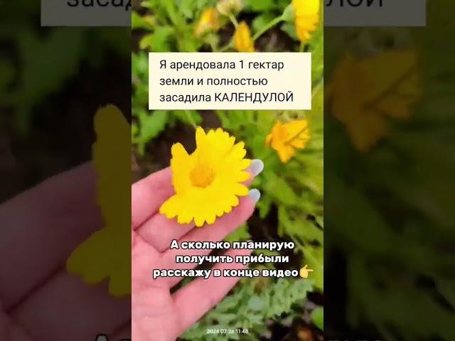 Календула не сорняк!Я вложила более 50тыс, чтобы это доказать#дача#огород  #календула#бизнес#прибыль