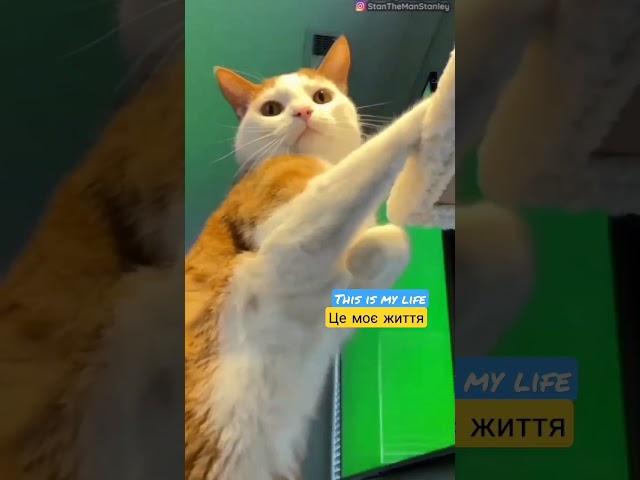 This is my life. Це моє життя. #life #ismylife #animals #cat #животные #життя #котики #любовь #ютуб