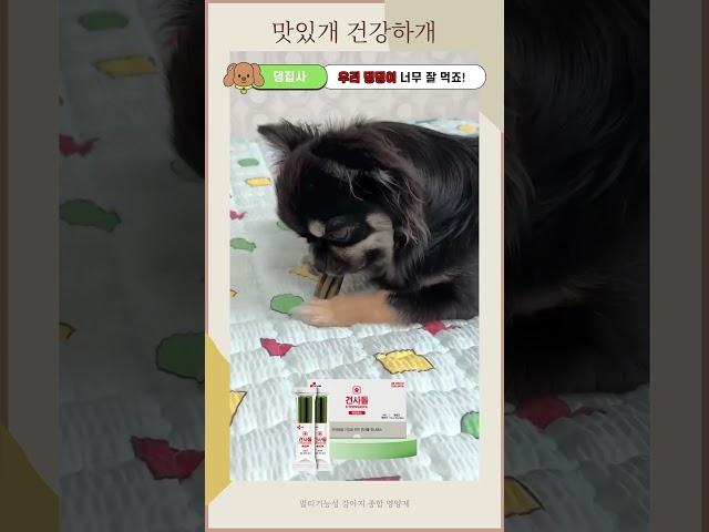 ️️견사돌 유니버스 #강아지먹방 #강아지쇼츠 #강아지 #강아지영양제 #강아지영상