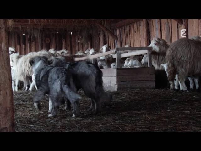Vivre Avec Les Loups FR 720p HD