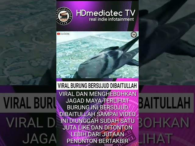 VIRAL BURUNG BERSUJUD DIBAITULLAH #fyp #viral #beritaterkini #infoviral #dakwah #video #budaya