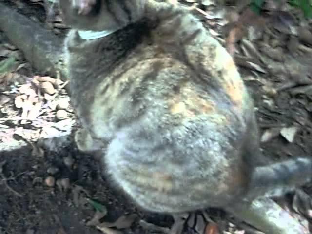 Cat mixed with raccoon