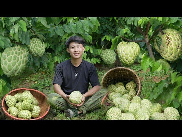 3 days heavy rain, harvesting custard apples, big guavas, watermelons to market sell. Live in nature