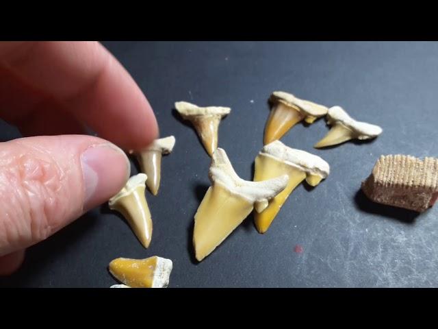 Cretolamna fossil shark teeth