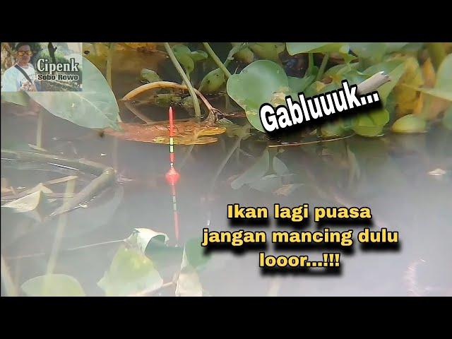 Mancing sini bikin penasaran(tanggul ghaleh rawa pening)