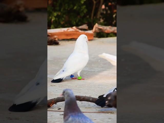 attitude pigeon short || #attitudestatus #pigeon #short #kabootarbazi #kyarishkadripigeon