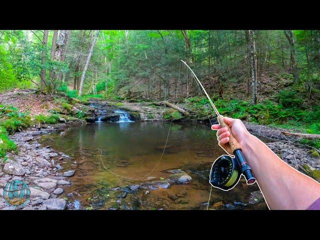 Fly Fishing for INCREDIBLE Trout!!