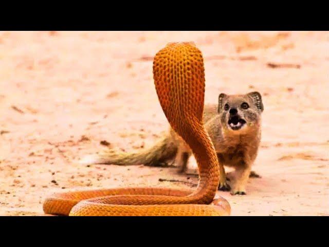 10 Animals That Are Immune to Deadly Venom – Nature’s Superpowers!