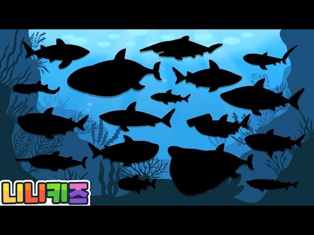 What kind of shark am I? | Shadow Shark Play | Baby Shark? Sturgeon? | Words play for Kids |NINIkids