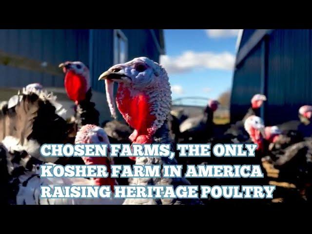 Amish Raised Kosher Heritage Turkeys for Thanksgiving