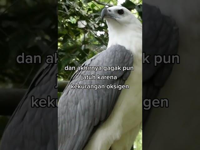 Belajar dari Burung elang