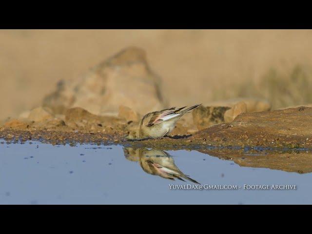 Desert finch / חצוצרן שחור מקור