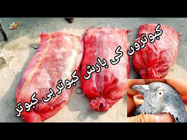 Kabootar for sale in sarialamgir jhelum Gujrat Pakistan pigeons for sale in sarialamgir jhelum