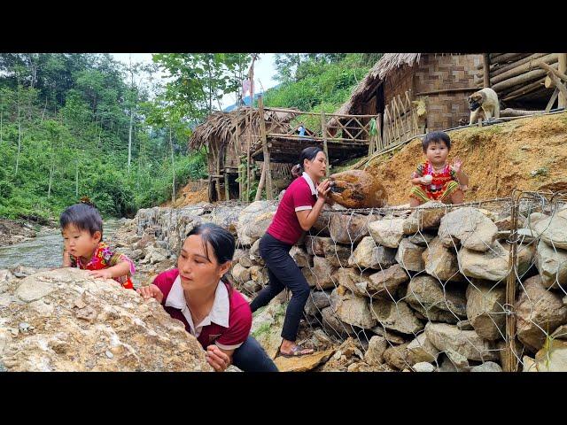 The process of repairing the farm after the flood | Harvesting luffa for sale