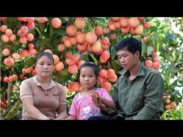 Family working together- Harvest fresh lychee garden , Planting rice on land dried & Oil fried pork