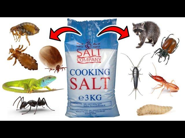 How To Get Rid of PESTS With SALT - Ants, Fleas, Lice, Ticks, Lizards, Maggots, Termites, Raccoons..