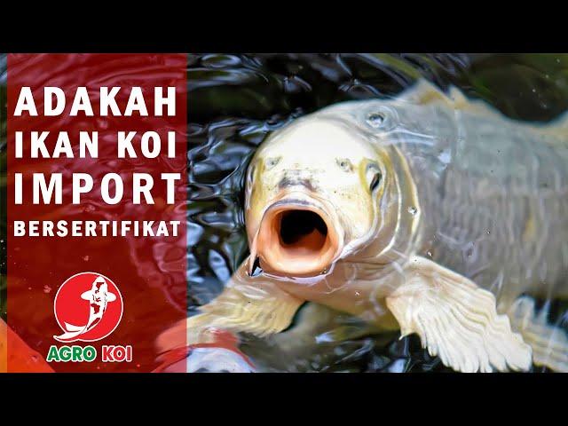 CARA MENDAPATKAN IKAN KOI IMPORT BERSERTIFIKAT DAN BERKUALITAS DI AGRO KOI FARM