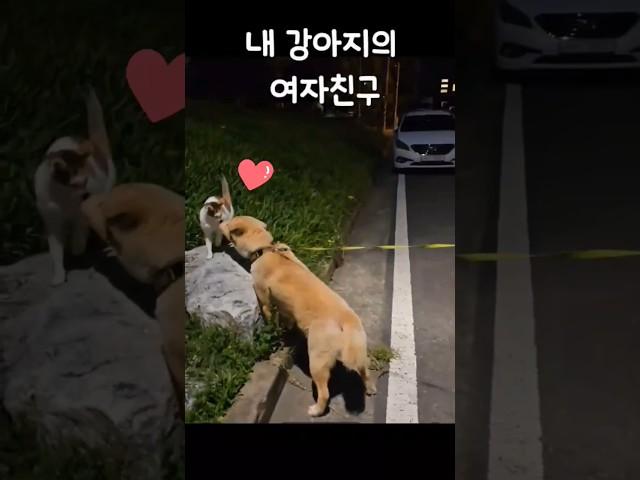 내 강아지의 여자친구 내 강아지가 연애를 시작했다 #강아지#고양이#반려견#반려동물#여자친구#솔로탈출#연애#뽀뽀#dogs#cats#pets#love#girl friend#lovely