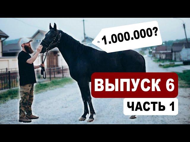 Выпуск 6.1 - ищем лошадей на Кавказе | Подбор | Александр Обжерин