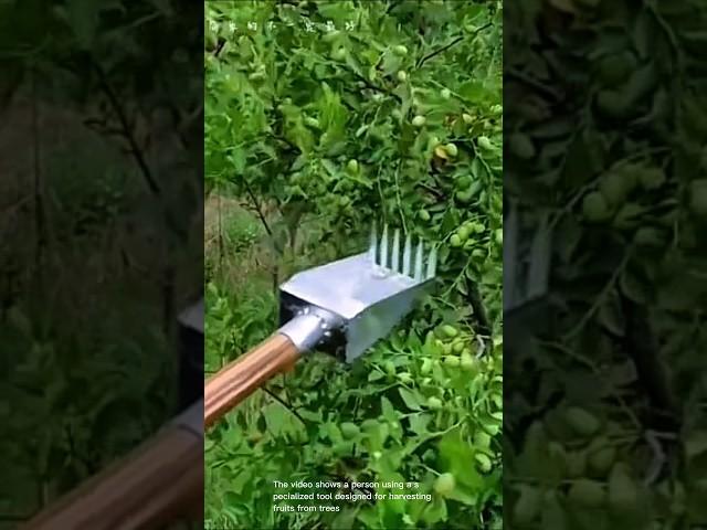 Using a specialized tool for harvesting fruits from trees