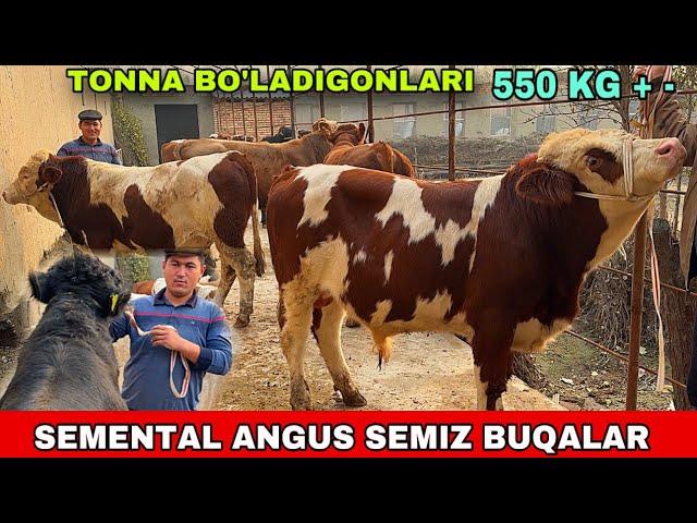 ANGUS SEMENTAL BUQALARNI TONNA BI’LADIGONLARI KELDI