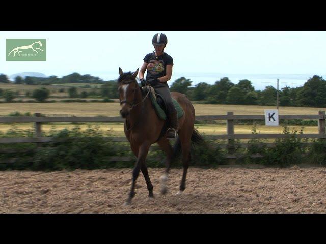 Loxley (Robin Hood) 2nd ridden session