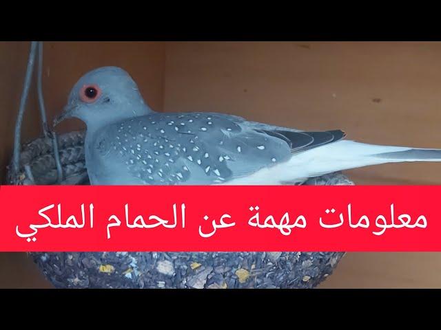 معلومات كلش مهمة عن الحمام الملكي