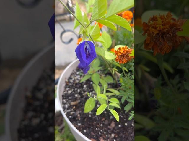 Ternatea/ Butterfly Pea #flower #ternatea