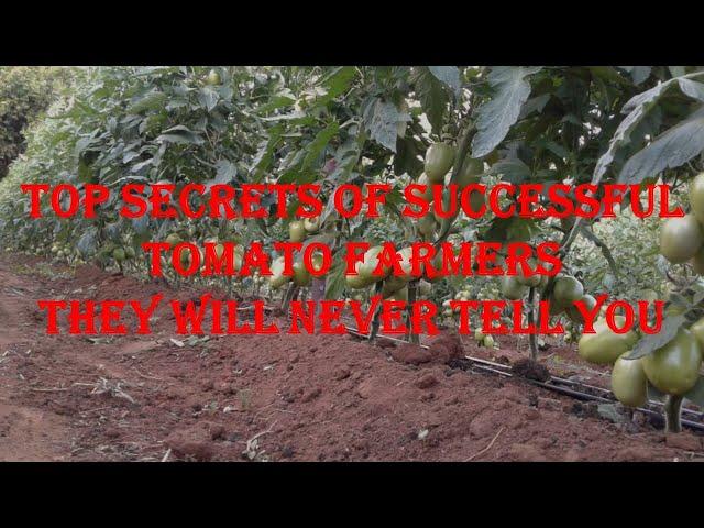 Top Secrets Of Successful Tomato Farmers They Will Never Tell You