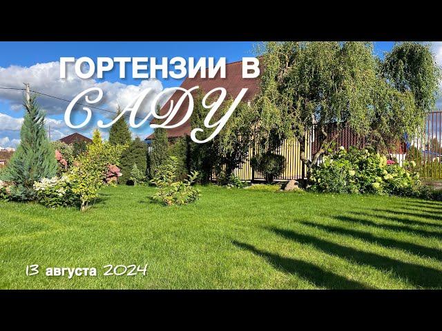 ГОРТЕНЗИИ В ВЕЧЕРНИХ ЛУЧАХ СОЛНЦА. ОБЗОР ВСЕХ КУСТОВ